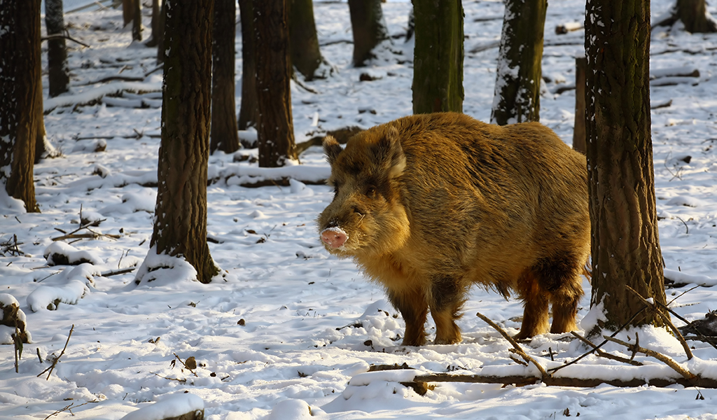 feral hog in a winter forest