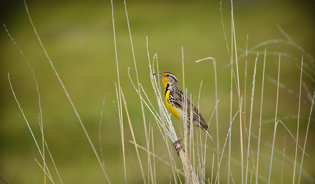 a meadowlark