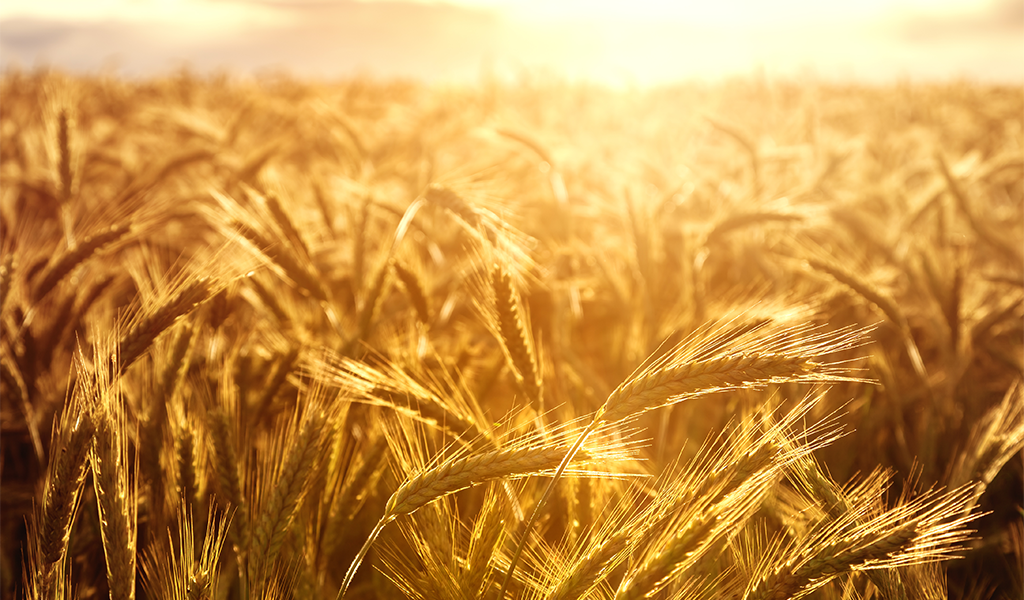 sunny wheat field