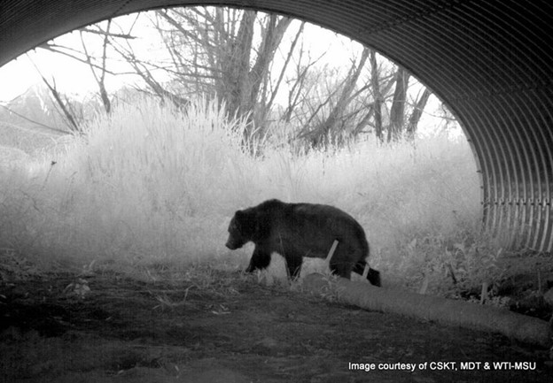 Grizzly bear using U.S. 93 wildlife crossing